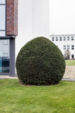 Carl Brunn, Fotograf